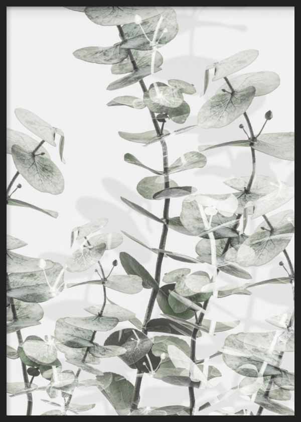 cuadro para lámina decorativa con flor de eucalipto en tonos blancos y verdes, estilo nórdico - kuadro