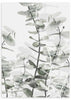 lámina decorativa con flor de eucalipto en tonos blancos y verdes, estilo nórdico - kuadro