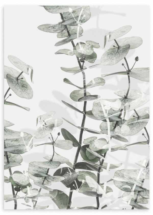 lámina decorativa con flor de eucalipto en tonos blancos y verdes, estilo nórdico - kuadro