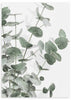 lámina decorativa de foto de eucalipto, estilo decorativo nórdico - kuadro