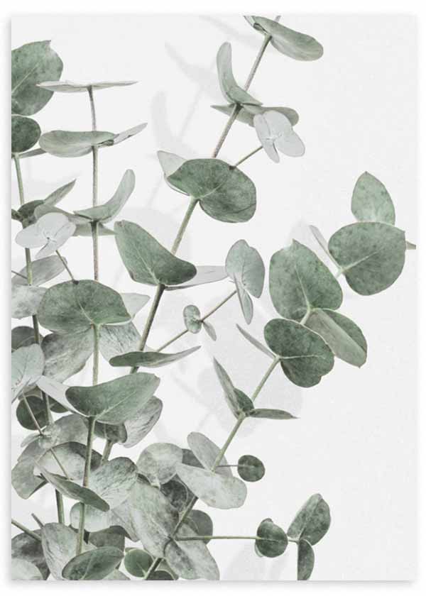 lámina decorativa de foto de eucalipto, estilo decorativo nórdico - kuadro