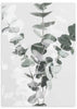 lámina decorativa de flor de eucalipto en estilo nórdico - kuadro