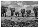 lámina decoratifa fotográfica en blanco y negor en horizontal de familia de elefantes - kuadro