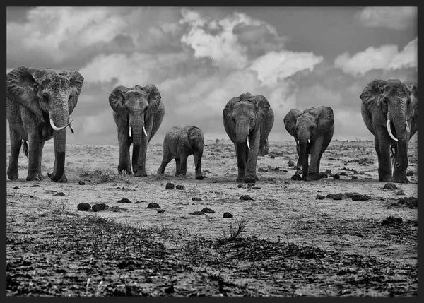 cuadro para lámina decoratifa fotográfica en blanco y negor en horizontal de familia de elefantes - kuadro