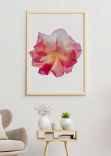 Decoración con cuadros, ideas -  lámina decorativa de ilustración de una rosa de estilo primaveral