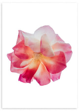 lámina decorativa de ilustración de una rosa de estilo primaveral