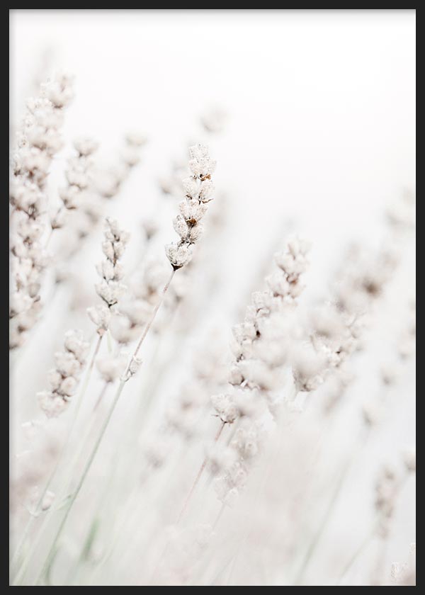 cuadro para lámina decorativa de fotografía de flores blancas en invierno, estilo decorativo nórdico - kuadro
