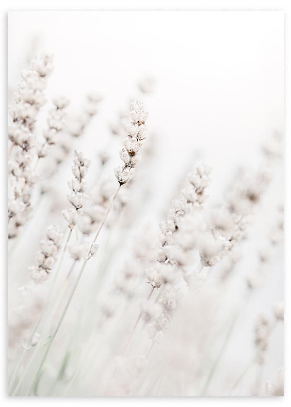 lámina decorativa de fotografía de flores blancas en invierno, estilo decorativo nórdico - kuadro