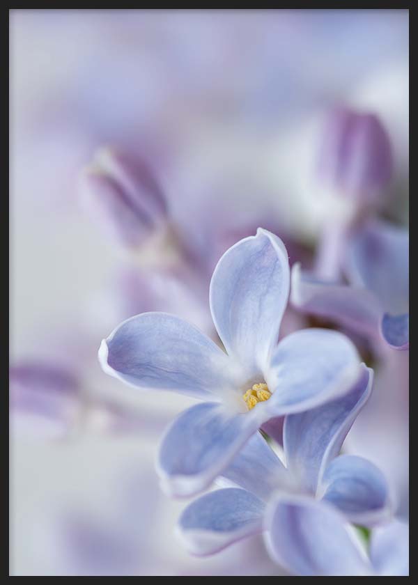 lámina para cuadro de flor lila o malva. Lámina decorativa de fotografía de flores lilas.