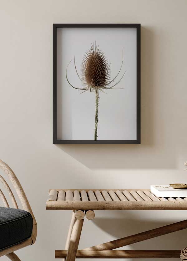 decoración con cuadros, ideas - lámina decorativa de flor con espinas, fotografía botánica - kuadro