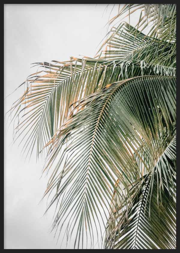 cuadro para lámina decorativa de fotografía de palmera sobre fondo gris. Foto de palmera. Marco negro