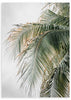 lámina decorativa de fotografía de palmera sobre fondo gris. Foto de palmera