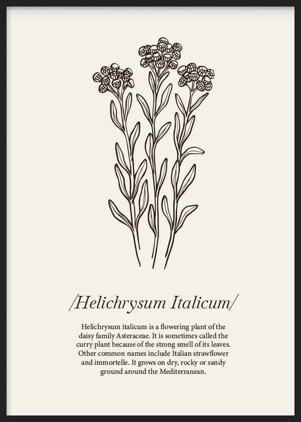 cuadro para lámina decorativa de flor Curry ilustrada con frases y fondo beige. Marco negro