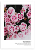 cuadro de flores geranio colorido - marco negro