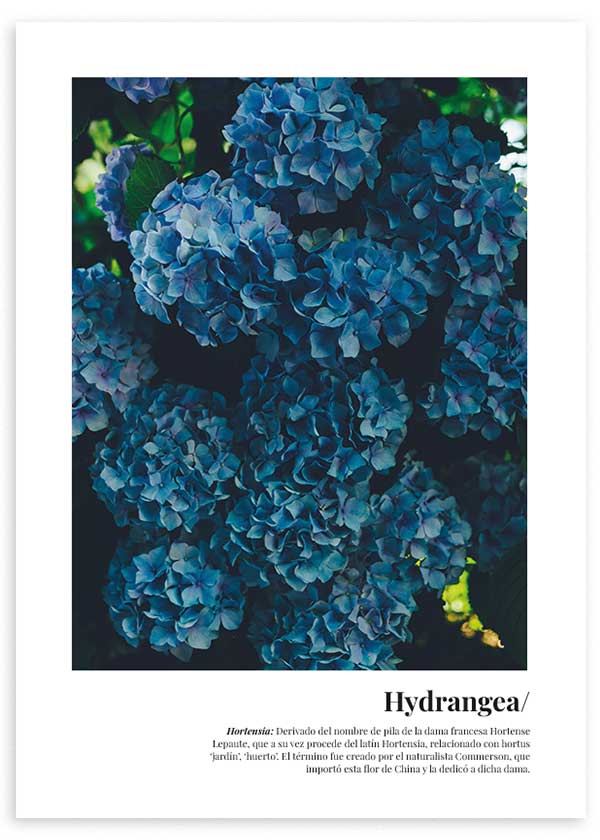 láminas decorativas para cuadro de flores azules hortensia colorido