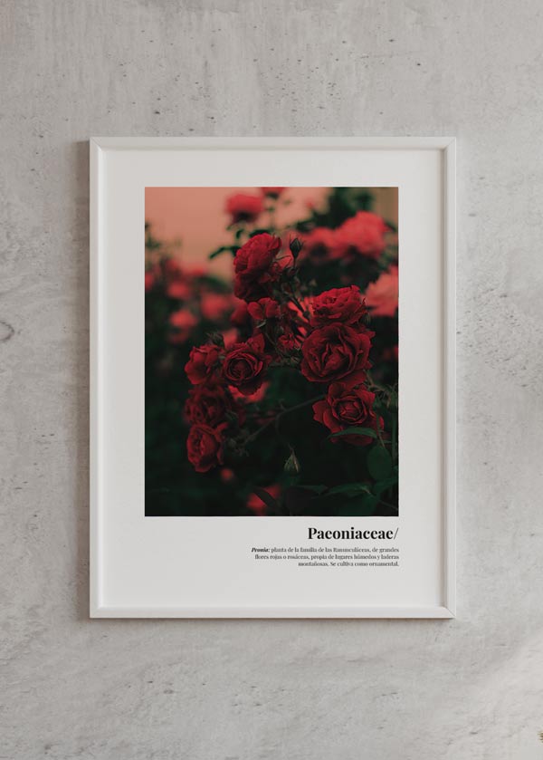 Decoración con cuadros, ideas -  cuadro de flores rojas colorido