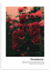 cuadro de flores rojas colorido - marco negro