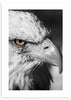 cuadro de fotografía de águila salvaje en blanco y negro. Lámina decorativa de águila salvaje. Animales.