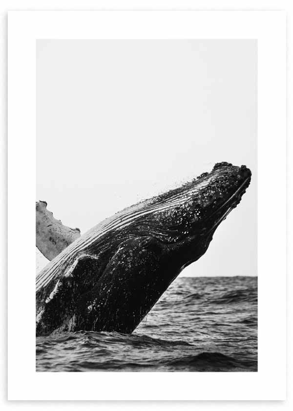 cuadro fotografía de ballena en blanco y negro. Lámina decorativa de foto de ballena.
