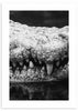 cuadro fotografía de cocodrilo en blanco y negro. Lámina decorativa de foto de cocodrilo.