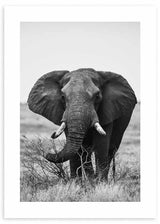 cuadro foto de elefante en blanco y negro