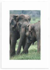 cuadro fotográfico con animales. Lámina decorativa de Dos elefantes. Marco negro