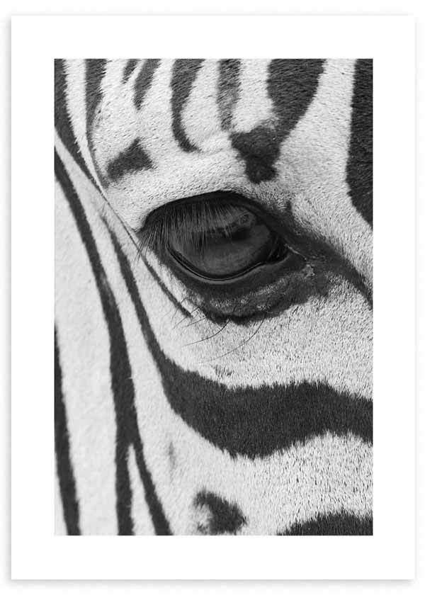 cuadro fotografía de zebra en blanco y negro. Lámina decorativa de foto de zebra.