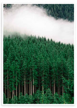 cuadro de fotografía de bosque verde con niebla bajando por la colina. Lámina decorativa.