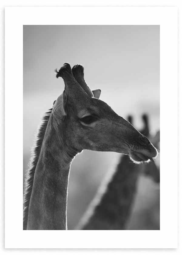 cuadro fotografía de jirafa en blanco y negro. Lámina decorativa de foto de jirafa.