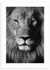 cuadro fotografía de león en blanco y negro. Lámina decorativa de foto de león.