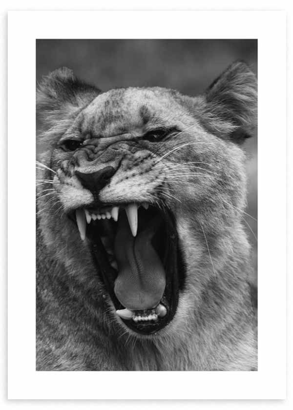 cuadro fotografía de tigre furioso en blanco y negro. Lámina decorativa de foto de tigre.