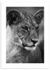 cuadro fotografía de leona en blanco y negro. Lámina decorativa de leona.