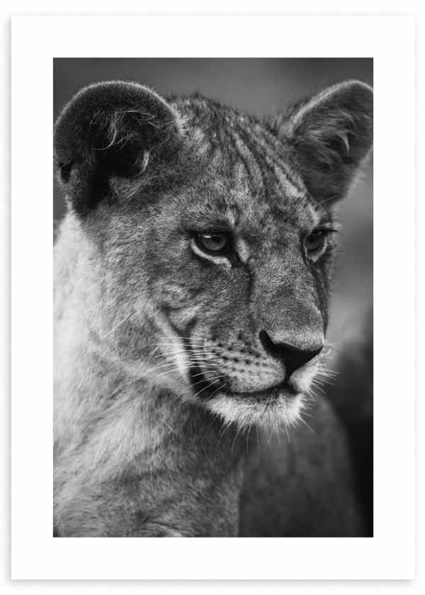 cuadro fotografía de leona en blanco y negro. Lámina decorativa de leona.