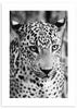 cuadro fotografía de guepardo en blanco y negro. Lámina decorativa de guepardo.
