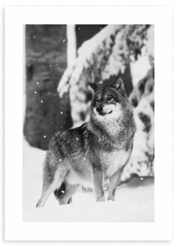 cuadro fotografía lobo en blanco y negro. Lámina decorativa de foto de lobo.