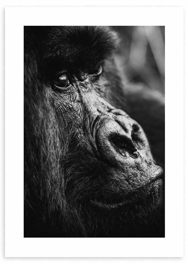 cuadro fotografía de gorila en blanco y negro. Lámina decorativa de foto de gorila. Mono.