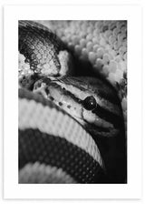 cuadro fotografía de serpiente pitón en blanco y negro. Lámina decorativa de foto de serpiente pitón.