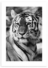 cuadro fotografía de tigre en blanco y negro. Lámina decorativa de foto de tigre.