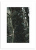 Cuadro de tronco de árbol de selva en tonos verdes. Marco negro