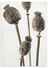 lámina decorativa de flores secas en estilo nórdico, fotografía - kuadro