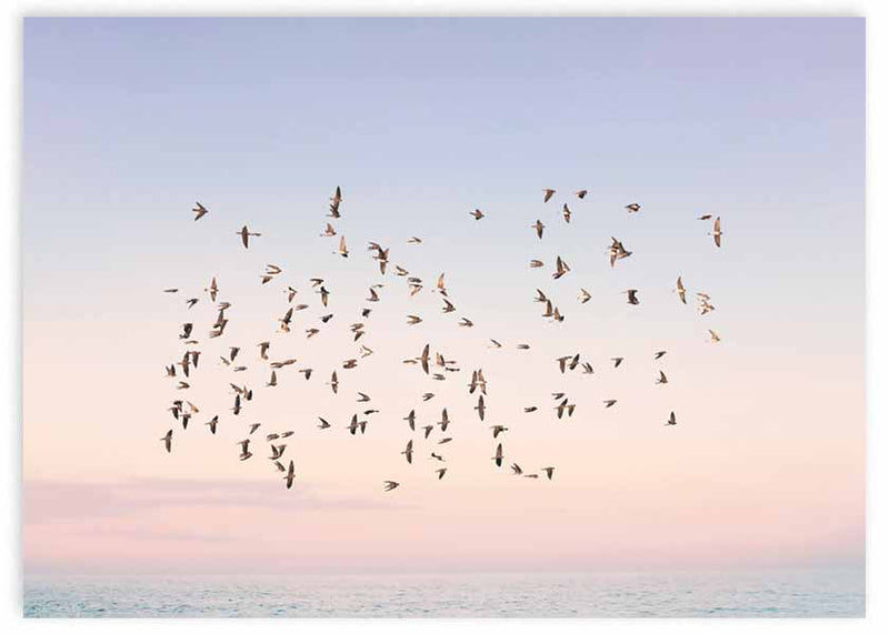 lámina decorativa horizontal de pájaros volando sobre atardecer y el mar - kuadro