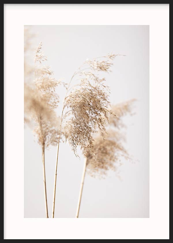 cuadro para lámina decorativa de fotografía de pampas secas con tonos beiges y nórdico - kuadro