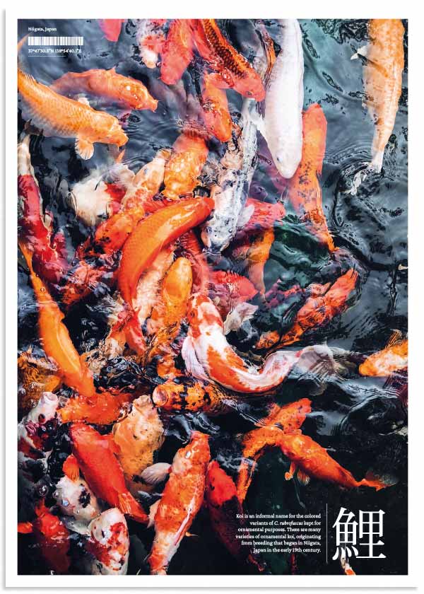cuadro fotografía de peces koi o carpas coloridas. Lámina decorativa de peces. Marco Negro