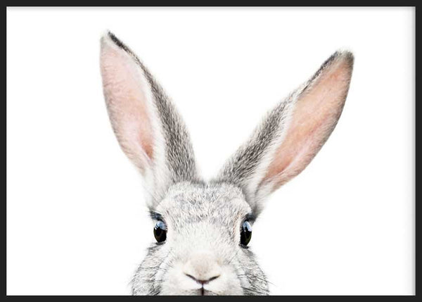 cuadro lámina decorativa horizontal de fotografía de conejo gracioso con fondo blanco - kuadro