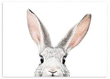 lámina decorativa horizontal de fotografía de conejo gracioso con fondo blanco - kuadro