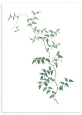 lámina decorativa estilo nórdico de rama verde. Ilustración floral