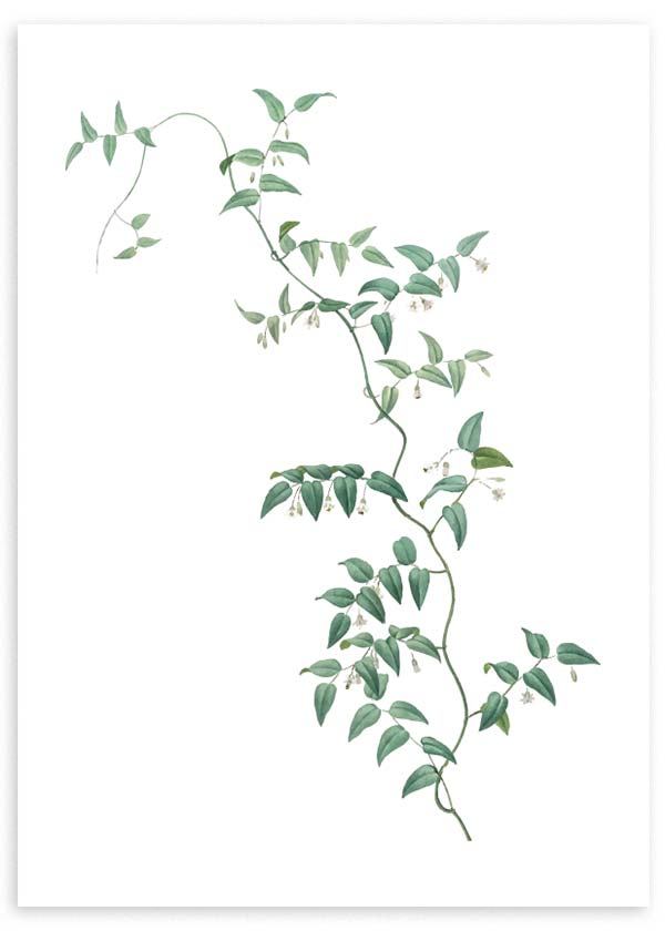 lámina decorativa estilo nórdico de rama verde. Ilustración floral