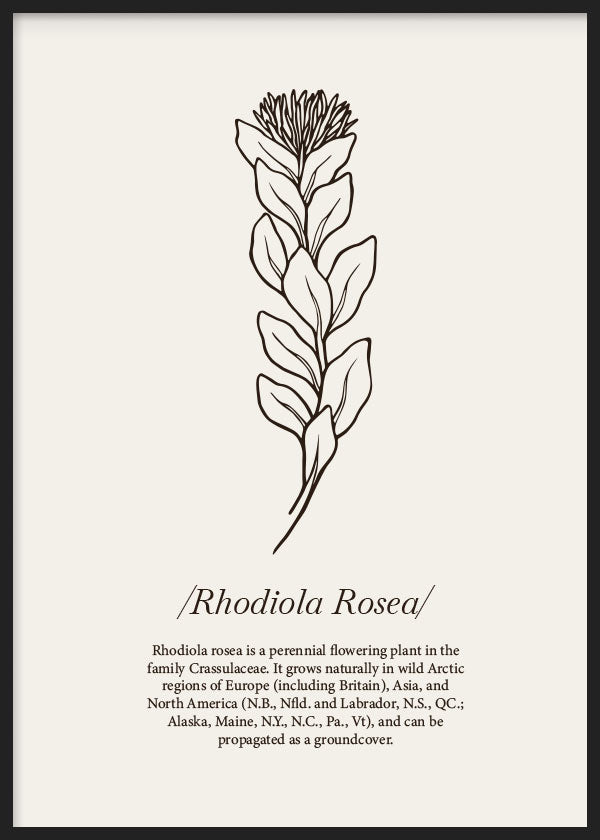 cuadro para lámina decorativa ilustración de flor Rodiola minimalista sobre fondo beige. Marco negro
