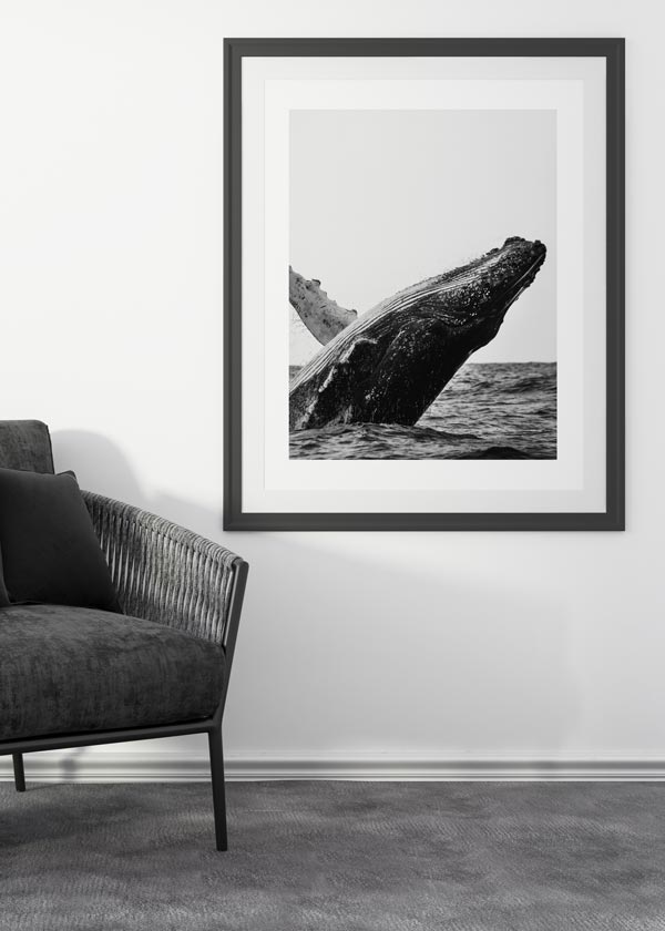 Decoración con cuadros, ideas -  cuadro fotografía de ballena en blanco y negro. Lámina decorativa de foto de ballena.