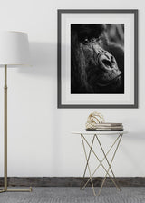 Decoración con cuadros, ideas -  cuadro fotografía de gorila en blanco y negro. Lámina decorativa de foto de gorila.